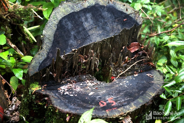 Một gốc pơmu bị đốn hạ tại rừng phòng hộ thuộc đia bàn xã Lưu Kiền, Tương Dương. Ảnh: tư liệu