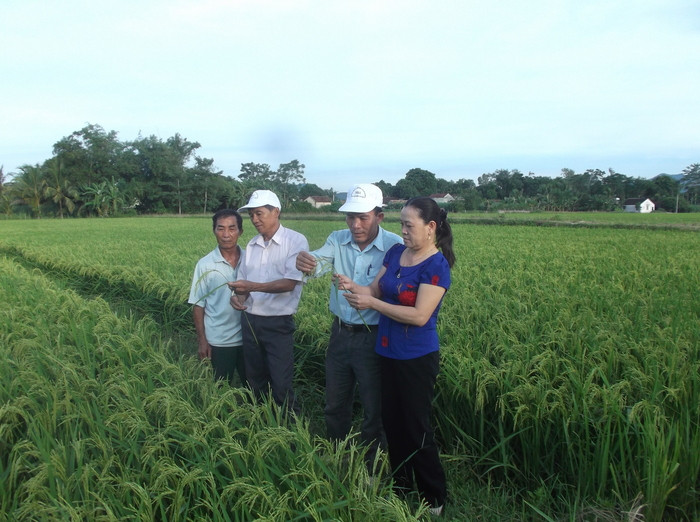 Cán bộ Trạm Bảo vệ thực vật Tân Kỳ đồng hành cùng bà con nông dân kiểm tra dịch hại trên lúa. Ảnh: Mỹ Nga