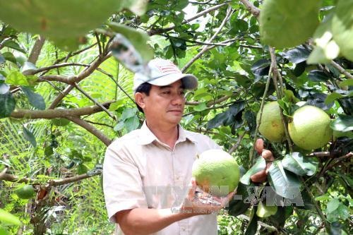 Ông Đoàn Phương Tùng (Giồng Trôm, Bến Tre) được Trung ương Hội nông dân Việt Nam bình chọn là “Nông dân Việt Nam xuất sắc” năm 2017.