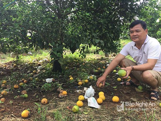 Nhiều chủ vườn cam đối diện với thua lỗ do mất mùa cam. Ảnh: Phan Nguyễn