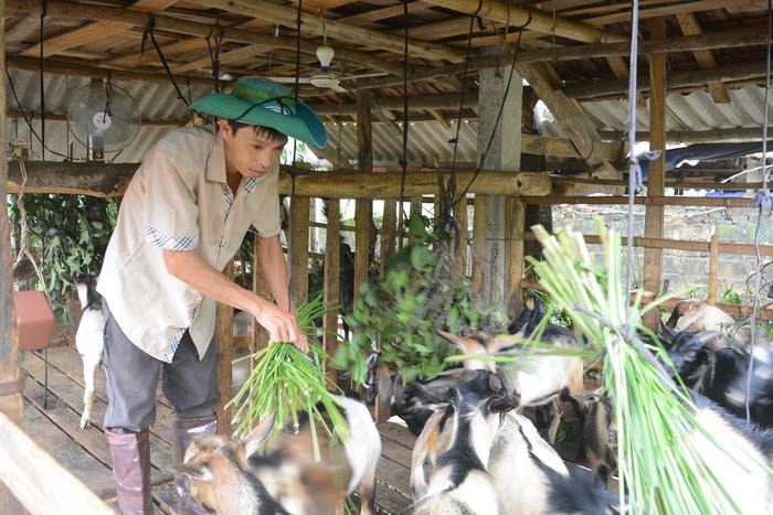 Phát triển mô hình nuôi dê thương phẩm tại xã Tây Hiếu (thị xã Thái Hòa). Ảnh: Thu Giang