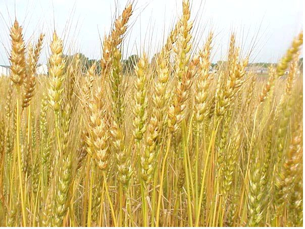 Lúa mì hay tiểu mạch là một nhóm các loài cỏ đã thuần dưỡng từ khu vực Levant và được gieo trồng rộng khắp thế giới. Về tổng thể, lúa mì là thực phẩm quan trọng cho loài người, sản lượng của nó chỉ đứng sau ngô và lúa gạo trong số các loài cây lương thực. Hạt lúa mì là một loại lương thực chung được sử dụng để làm bột mì trong sản xuất các loại bánh mì; mì sợi, bánh, kẹo... cũng như được lên men để sản xuất bia, rượu, hay nhiên liệu sinh học.