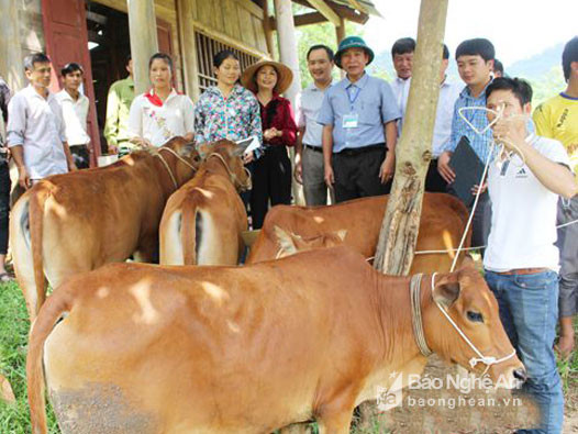 Đại diện Báo Nghệ An và lãnh đạo xã Xiêng My trao bò cho các hộ nghèo ở bản Đình Tài.