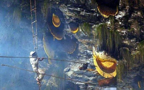 Cận cảnh quá trình “thu hoạch” mật ong Elvish trên vách núi cheo leo.
