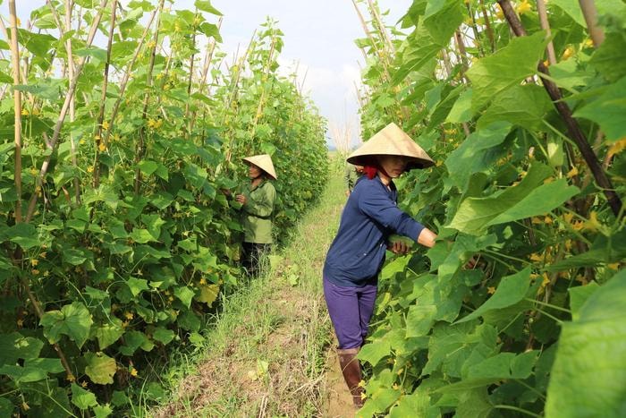 Nông dân xã Cẩm Sơn, Tường Sơn đang vào vụ thu hoạch dưa chuột sớm. Ảnh: Thái Hiền