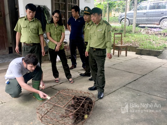 Lực lượng Kiểm lâm Anh Sơn bàn giao 2 cá thể khỉ mặt đỏ cho Vườn quốc gia Pù Mát. Ảnh Đặng Dương