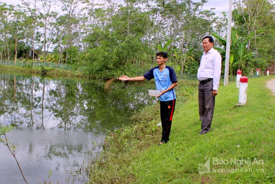 Cá leo được cho ăn mỗi ngày 2 lần, sáng và chiều tối bằng thức ăn dạng viên. Ảnh : Quang An