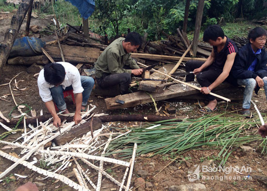 Người Mông làm cây 