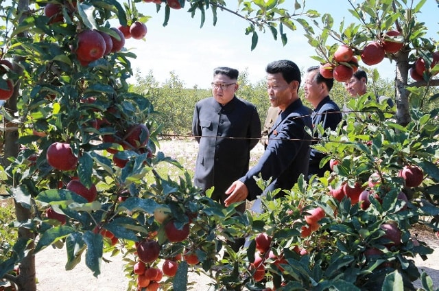 Nhà lãnh đạo Triều Tiên Kim Jong-un  thăm một trang trại hoa quả. Ảnh: