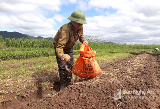 Ông Đậu Đức Năm- Trưởng phòng NN&PTNT huyện Quỳnh Lưu cho biết, để kịp thời khắc phục hậu quả do thiên tai gây ra, huyện đang tập trung đôn đốc các xã tuyên truyền tới người dân nhanh chóng ổn định sản xuất, bước vào vụ rau mới. Đồng thời, chỉ đạo các HTX nông nghiệp có phương án nạo vét kênh mương, thông thoáng dòng chảy trên những cánh đồng rau; đồng thời rà soát toàn bộ diện tích rau màu bị thiệt hại do mưa lũ gây ra để có chính sách hỗ trợ cho bà con nông dân.  A8: Nông dân Quỳnh Lưu tiến hành gieo trồng vụ rau mới; dự kiến khoảng hơn 1 tháng sau sẽ có sản phẩm thu hoạch. Ảnh: Việt Hùng