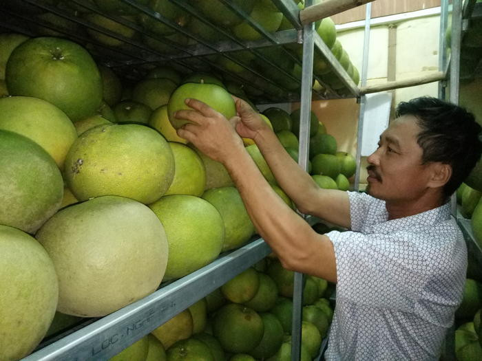 Hiện nay, gia đình ông Nguyễn Hồng Công đang có trên 2.000 quả bưởi được bảo quản . Ảnh Quang Huy.