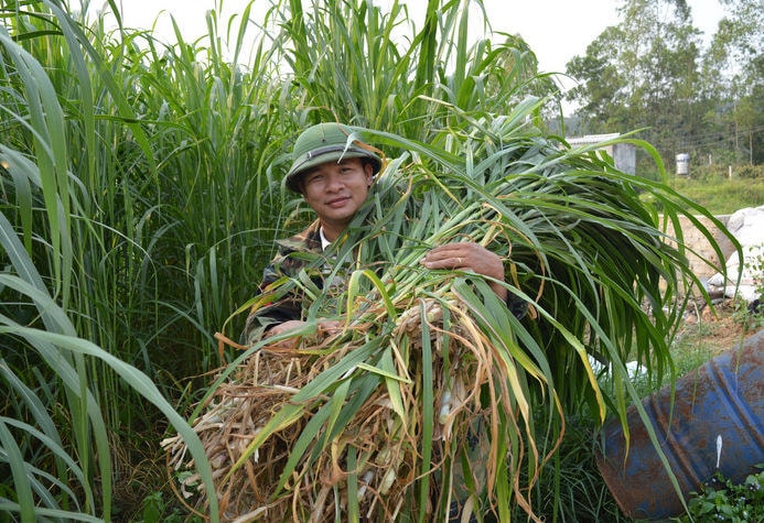 Dự trữ thức ăn cho gia súc vào mùa mưa lạnh