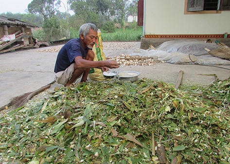 Thức ăn ủ chua được trộn thêm cám, muối...nên đảm bảo chất dinh dưỡng.