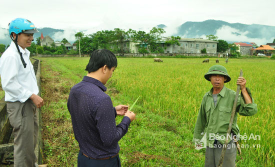 Cán bộ Trạm bảo vệ thực vật và Phòng Nông nghiệp huyện Quế Phong trao đổi với ông Quang Văn Sinh, bản Cỏ Noong, xã Mường Nọc, có 1.200 ha lúa bị sâu bệnh mất hoàn toàn