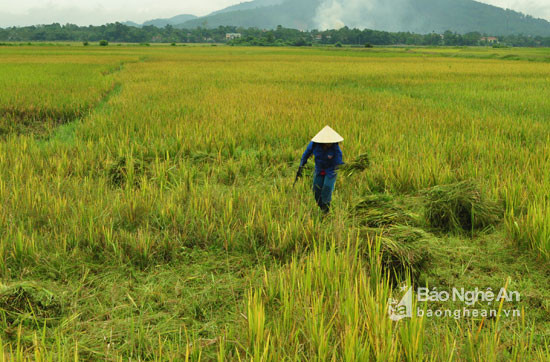 Một hộ nông dân bản Chổi, xã Châu Kim đang tranh thủ gặt lúa bị hư hại về chăn nuôi, đồng thời cũng xử lý đồng ruộng để chuẩn bị trồng vụ Xuân.Ảnh: Nguyễn Hải