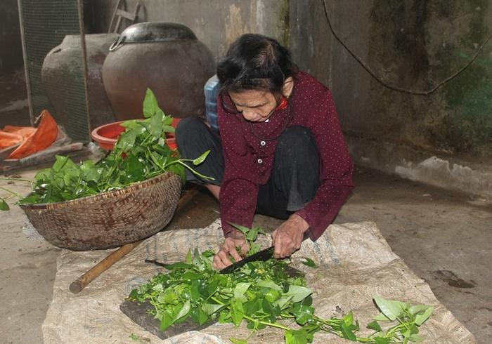 Thái rau cho lợn…. Ảnh: Xuân Hòa