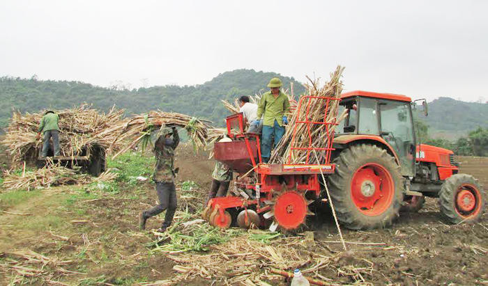 Máy trồng mía ở Nhà máy đường Sông Con.Ảnh: Phương Thảo