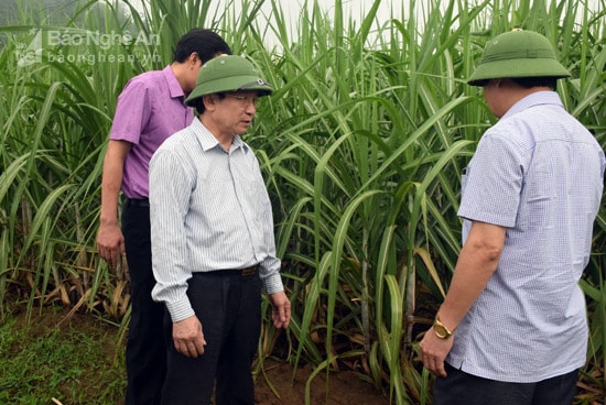  Lãnh đạo tỉnh thăm mô hình trồng mía năng suất cao tại xã Tân Xuân, huyện Tân Kỳ. Ảnh: Xuân Hoàng