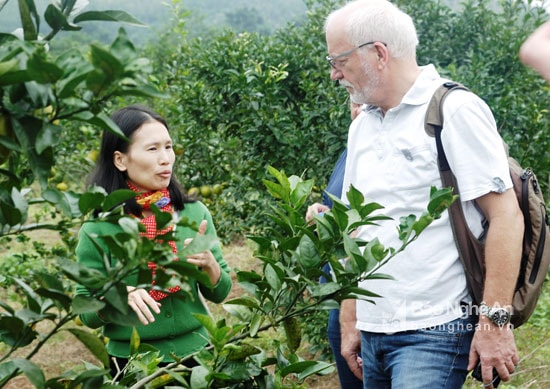 Đoàn Oxfam tham quan và gặp gỡ các hộ trồng Cam tại Vườn cam của doanh nghiệp Cam Kỳ Yến – Quỳ Hợp. Ảnh: Vương Bằng
