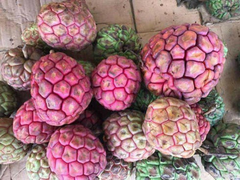 Một quả na đỏ có trọng lượng lớn, chín tại cây có giá vào khoảng 500 nghìn đồng/kg.