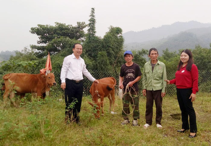 Bàn giao bê sinh sản cho 4  hộ gia đình nghèo ở  xã Biên giới Phúc Sơn. Ảnh: Thanh Mai