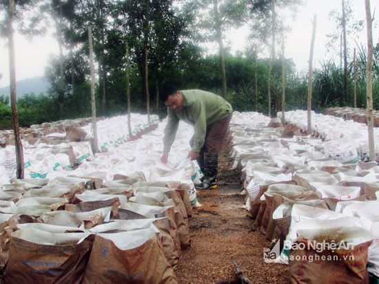 Anh Trương văn Thuận, khối Tân Thái, thị trấn Nghĩa Đàn triển khai trồng gừng trong bao. Ảnh: Đinh Thùy