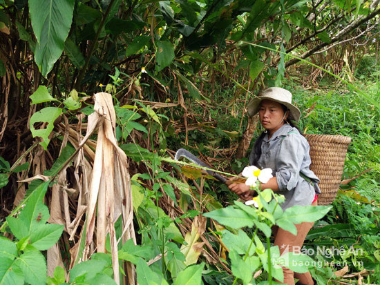 Người dân thu hoạch quả bon bo. Theo kinh nghiệm của đồng bào vùng cao, dựa vào quả loại cây này có thể biết được thời tiết mưa hay nắng. Ảnh: Lữ Phú