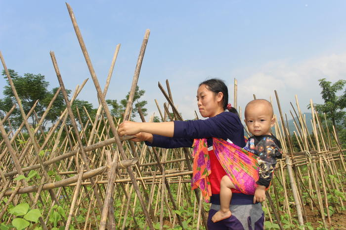 Mọi công việc đang diễn ra khẩn trưởng để kịp mùa vụ, nên người phụ nữ này phải địu cả con nhỏ ra đồng. Ảnh: Đình Tuân