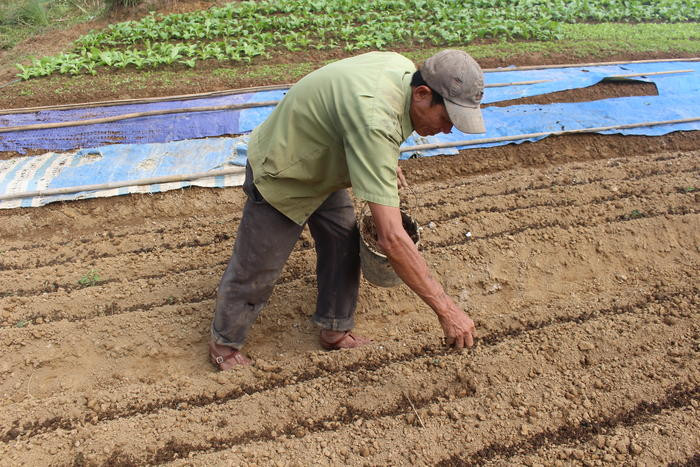 Vụ đông năm nay gia đình ông Vi Quang Tình, ở bản Phòng, xã Thạch Giám gieo trồng khoảng 400m2 rau màu, trong đó chủ yếu là đậu, bắp cải, rau cải, xà lách….Ông Tình cho biết “ Cánh đồng rau của nông dân bản Phòng rộng khoảng 23 ha, của 56 hộ rau ở đây không phun bất kỳ loại thuốc kính thích nào mà chỉ dùng bằng phân chuồng nên rất được ưa chuộng”. Ảnh: Đình Tuân