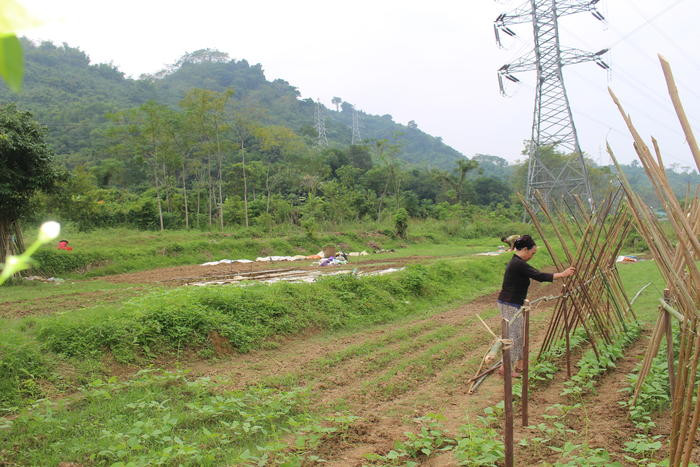 trồng rau ở Tương Dương