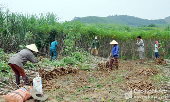 Năm nay, xã Thành Sơn (Anh Sơn) có gần 50 ha sắn nguyên liệu, cùng với cây mía