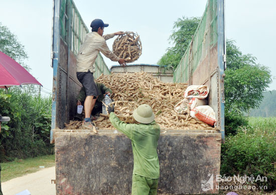 Sắn nguyên liệu được các tư thương mua gom rồi chở về nhập cho các nhà máy chế biển trên địa bàn huyện Anh Sơn và Thanh Chương.  Ảnh: Công Kiên