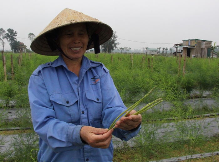 Hợp tác sản xuất măng tây ở Nghi Liên, thành phố Vinh