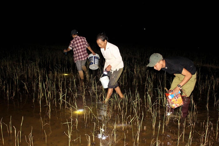 Tầm 19h hàng ngày, người dân yêu “nghề cua cáy” đã có mặt trên các cánh đồng để săn cua, họ đi theo nhóm, mỗi nhóm có 5 - 7 người,  săn kỹ trên một cánh đồng nhất định, đêm sau lại đổi sang đồng khác. Trong ảnh: Người dân Thanh Lương (Thanh Chương) đi săn cua đêm. Ảnh: Huy Thư