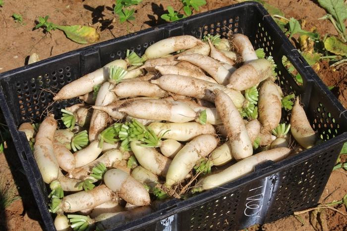 Do khan hiếm rau sau mưa lũ, rau củ cải trắng được tăng giá lên 11.000 đồng tại ruộng. Ảnh: Việt Hùng
