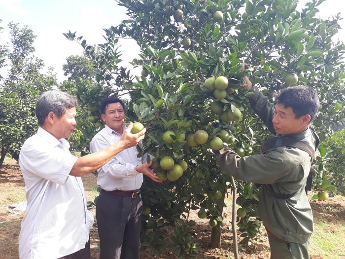 Mô hình cam VietGAP của HTX Xuân Hợp, xã Nghĩa Xuân, huyện Quỳ Hợp. Ảnh: Thu Hường