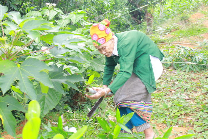 Cụ Lương Thị Kim lên rừng chặt lùng để về đan gùi. Ảnh: Nga Nga
