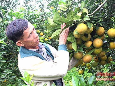 Cam Vinh đã trở thành thương hiệu riêng có của Nghệ An. Ảnh tư liệu