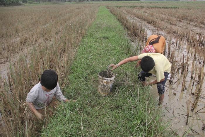 Tranh thủ thời gian nhiều gia đình kéo nhau ra đồng bắt cua bán. Ảnh: Xuân Hòa