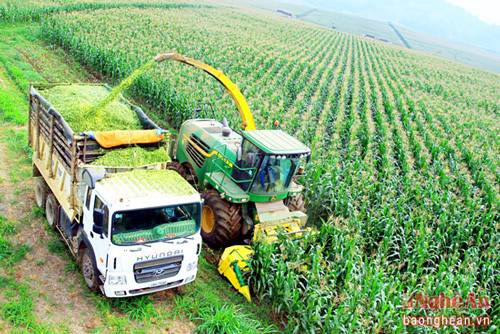 Dự án nông nghiệp công nghệ cao của Tập đoàn TH đang đem lại hiệu quả ở vùng đất Nghĩa Đàn
