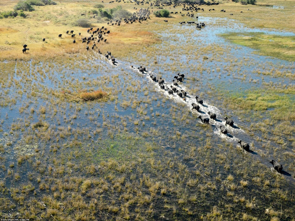 Đồng bằng Okavango, Botswana: Vùng đồng bằng Okavango là nơi sinh sống của một số loài động vật có vú đang đứng trước nguy cơ tuyệt chủng cao nhất trên thế giới như báo Gêpa, tê giác trắng, tê giác đen, chó hoang châu Phi và sư tử. Okavango gồm các vùng đầm lầy vĩnh viễn và đồng bằng bị ngập nước theo mùa. Một trong những đặc điểm độc đáo của khu vực này là các loài thực vật và động vật bản địa đã đồng bộ hóa chu trình sinh học của chúng để thích nghi với những cơn mưa theo mùa và lũ lụt hàng năm từ sông Okavango. Ảnh: Getty /AWL Images RM.