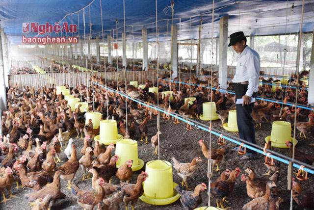 Chăn nuôi gia cầm hàng hóa tại HTX chăn nuôi xã Diễn Trung, huyện Diễn Châu. Ảnh tư liệu