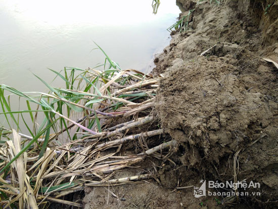 Nhiều diện tích mía hiện đã bị sạt xuống sông Lam do tình trạng khai thác cát trái phép. Ảnh: 