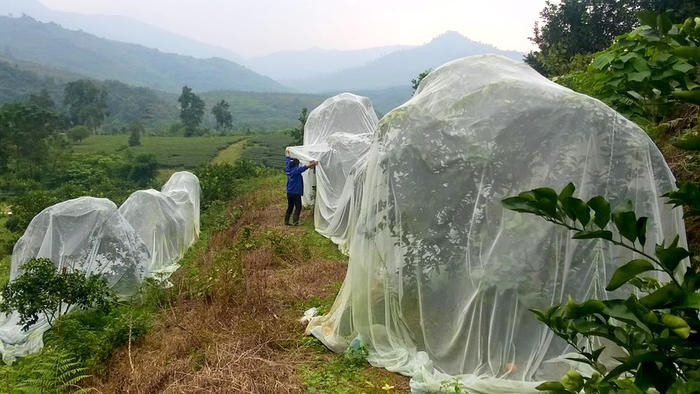 Những hàng cam được phủ màn ở nhà anh Đặng Văn Thắng ở xóm 26/3, Tổng đội thanh niên xung phong 2, xã Thanh Đức, Thanh Chương. Ảnh: Huy Thư