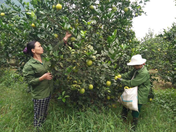 Những ngày này, người trồng cam Bãi Phủ ở xã Đỉnh Sơn, Anh Sơn đang bước vào thu hoạch cam chính vụ. Ảnh: Thái Hiền