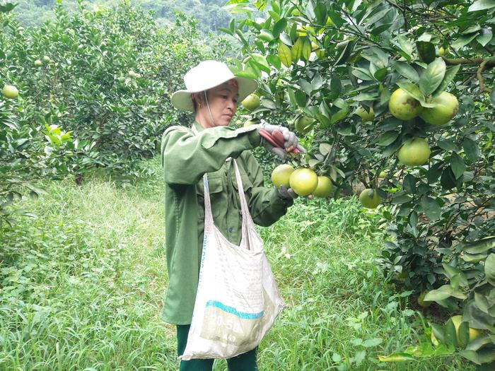 Gia đình chị Đặng Thị Nhâm thôn Tháng Tám, xã Đỉnh Sơn trồng trên 5 sào cam với 320 gốc, năm nay ước tính năng suất đạt khoảng 5 tấn. Ảnh: Thái Hiền