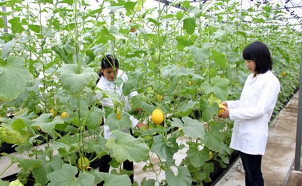 Lao động Việt Nam làm việc trong ngành nông nghiệp ở Nhật Bản rất nhiều. Ảnh minh hoạ: Internet