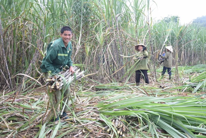 Đầu tháng 11 này, bà con huyện Tân Kỳ sẽ thu hoạch mía nguyên liệu nhập cho nhà máy. Ảnh: Xuân Hoàng