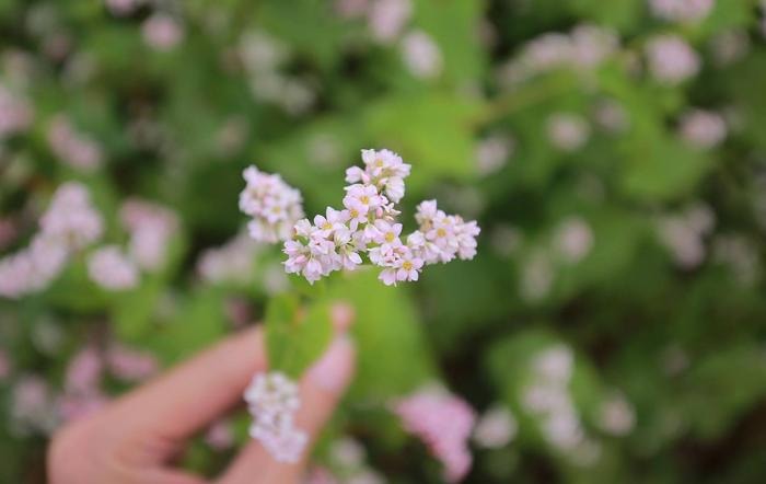 Hoa tam giác mạch cùng được trồng thử nghiệm một ít với giống đưa từ Hà Giang về.