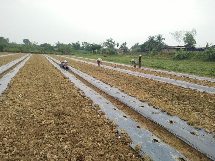 Ảnh 1,2: Thời điểm này, bà con nông dân huyện Anh Sơn đang khẩn trương tập trung làm đất xuống giống hơn 500 ha rau màu các loại.